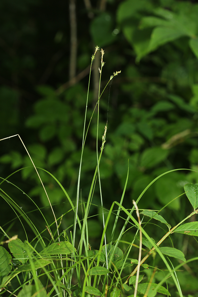 Image of Carex lithophila specimen.