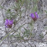 Astragalus brachylobus