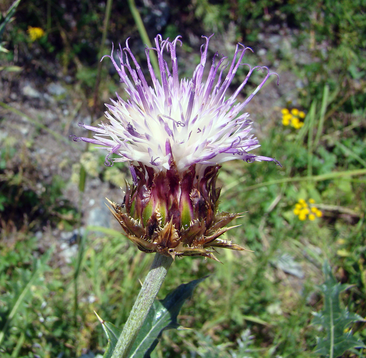Image of Cousinia korshinskyi specimen.