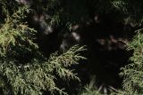 Juniperus polycarpos. Верхушка ветви с микростробилами. Турция, ил Ван, р-н Битлис, С-В участок борта кальдеры Немрут, нижняя часть склона. 21 мая 2025 г.