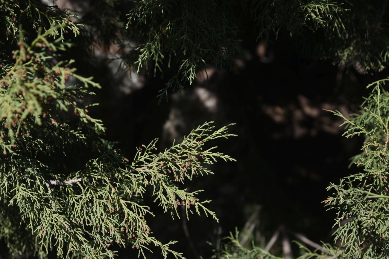 Image of Juniperus polycarpos specimen.