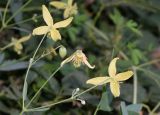 Clematis orientalis