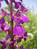 Anacamptis laxiflora подвид elegans. Часть соцветия. Крым, Байдарская долина, окр. с. Тыловое, разлив источника Биюк-Чокрак. 14.06.2010.