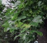 Acer platanoides