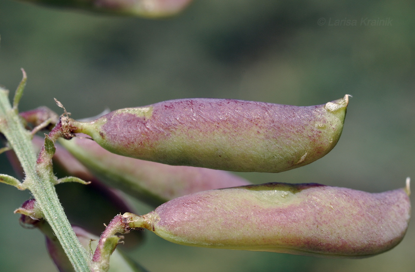 Изображение особи род Vicia.