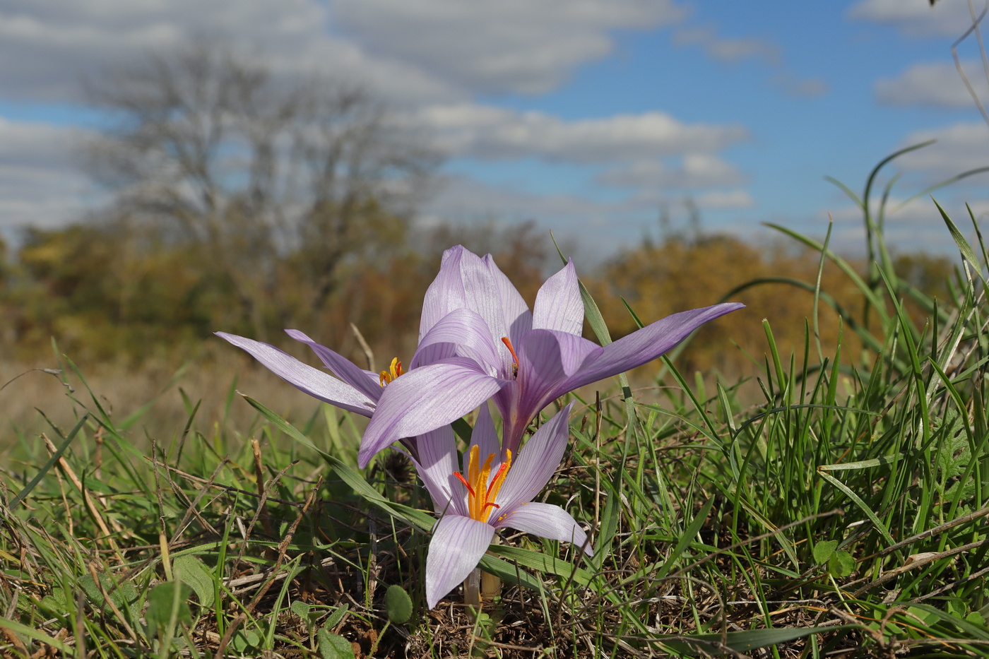 Image of Crocus pallasii specimen.