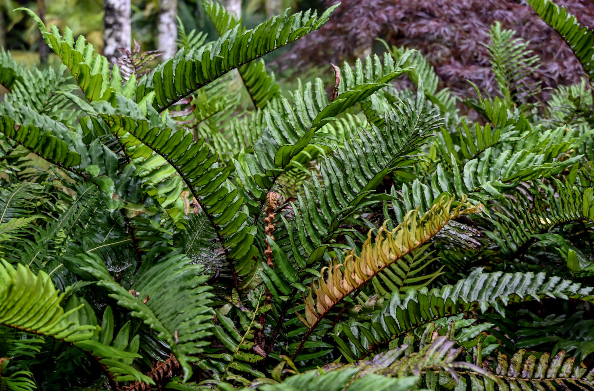 Image of Blechnum chilense specimen.
