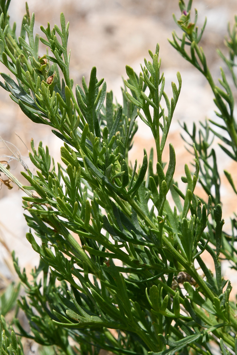 Image of Niedzwedzkia semiretschenskia specimen.