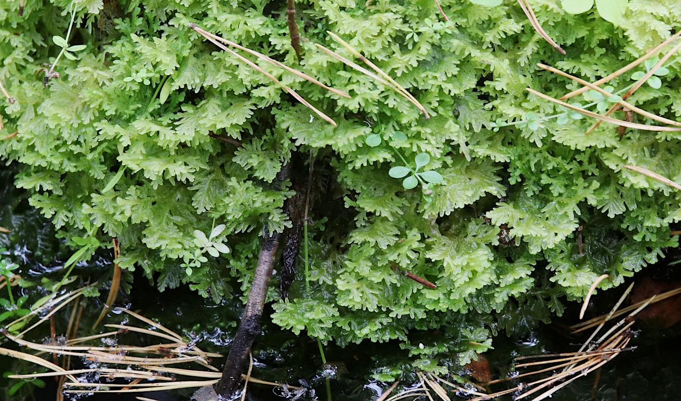 Image of Trichocolea tomentella specimen.