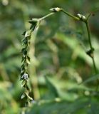 род Polygonum. Соцветие с цветками и бутонами. Московская обл., г. Подольск, опушка леса. 27.08.2025.