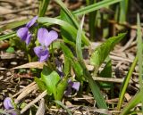 Смотреть изображение Viola collina