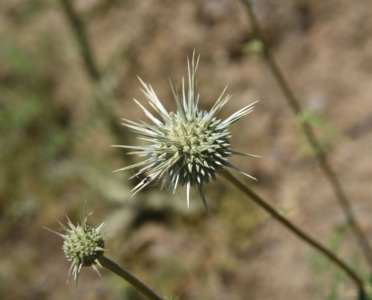 Image of genus Echinops specimen.