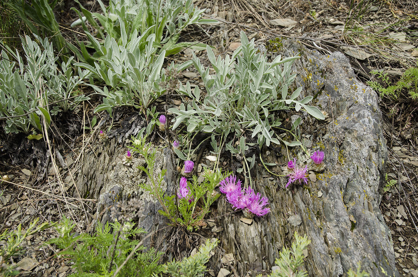 Изображение особи Psephellus sibiricus.