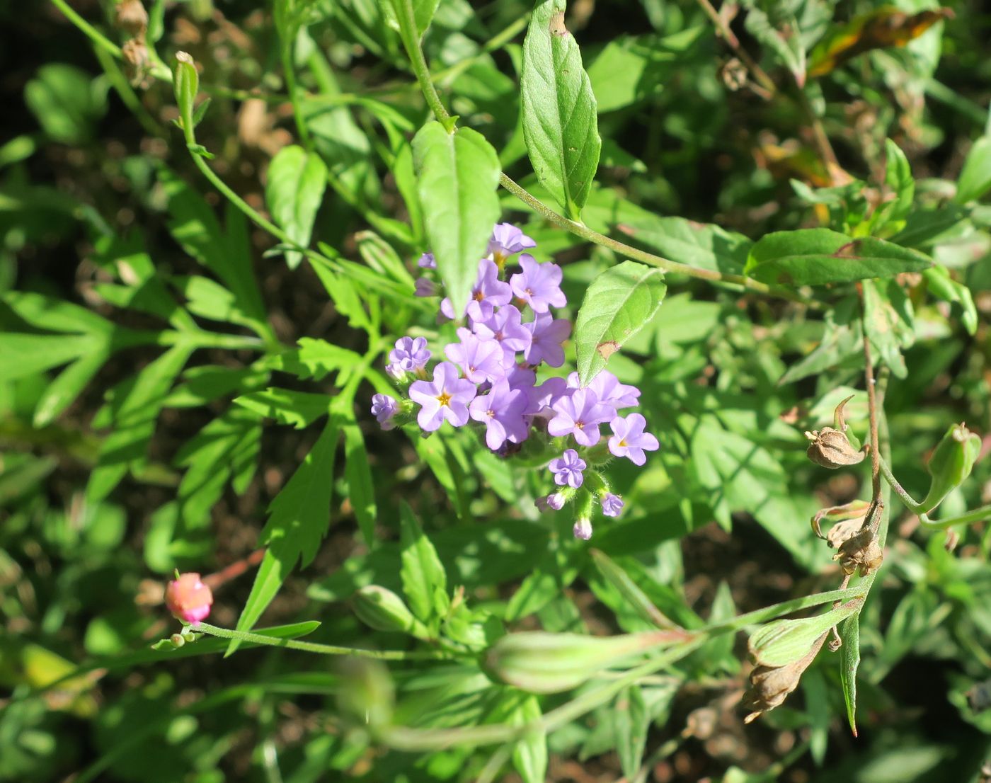 Изображение особи Heliotropium amplexicaule.