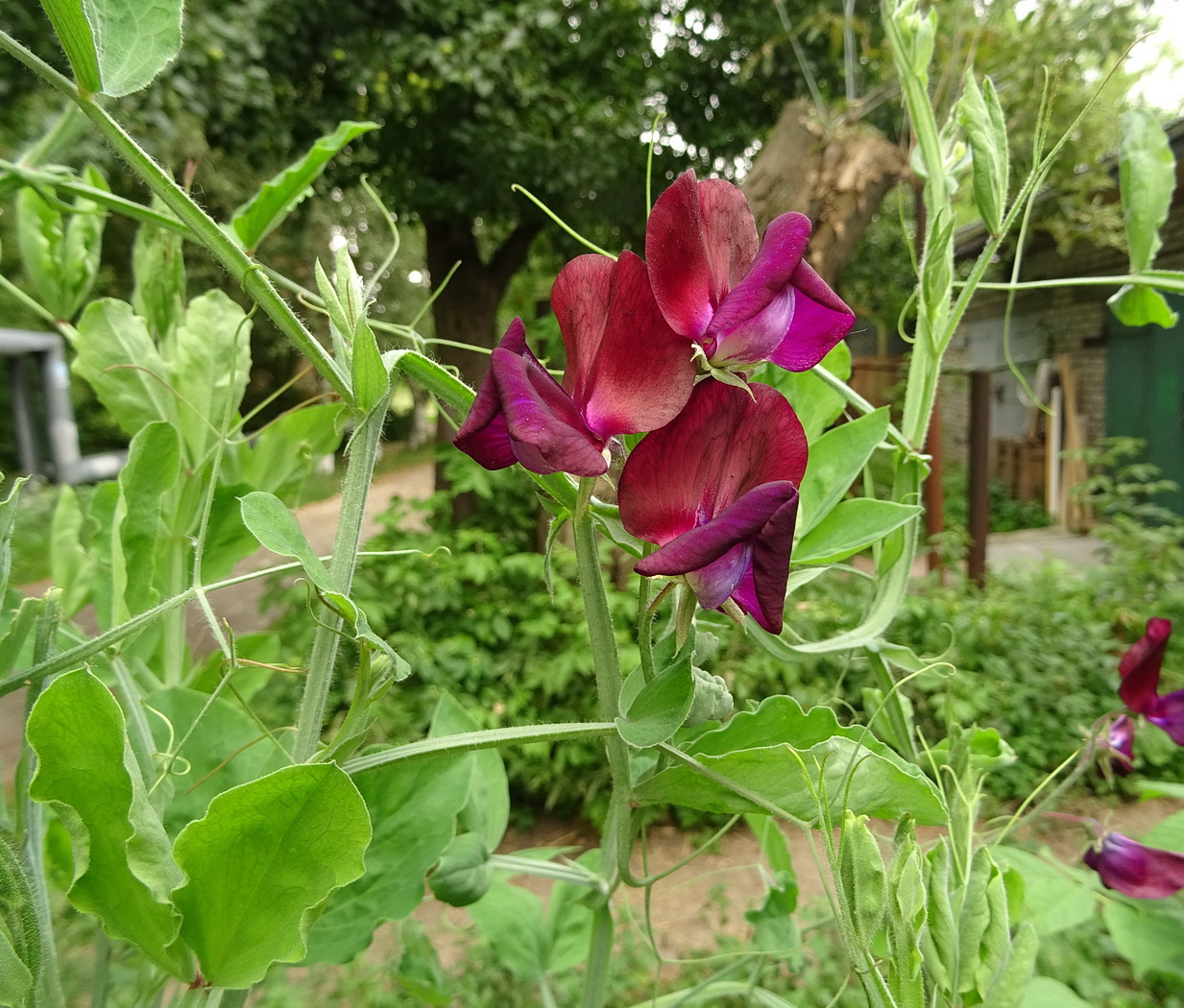 Image of genus Lathyrus specimen.