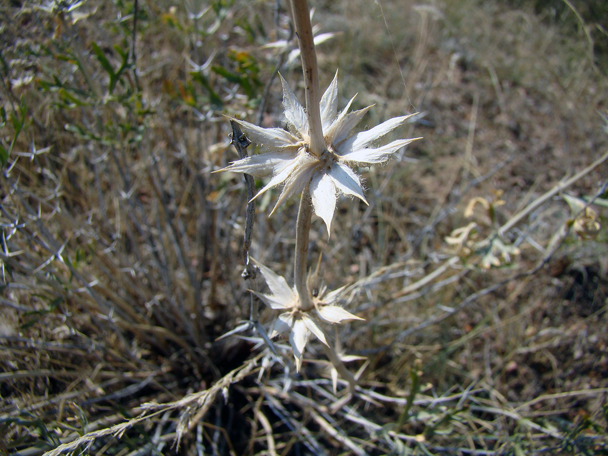 Изображение особи род Lagochilus.