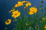 Coreopsis grandiflora. Соцветия. Китай, пров. Аньхой, г. Танкоу, на каменном мосту. 29.05.2025.