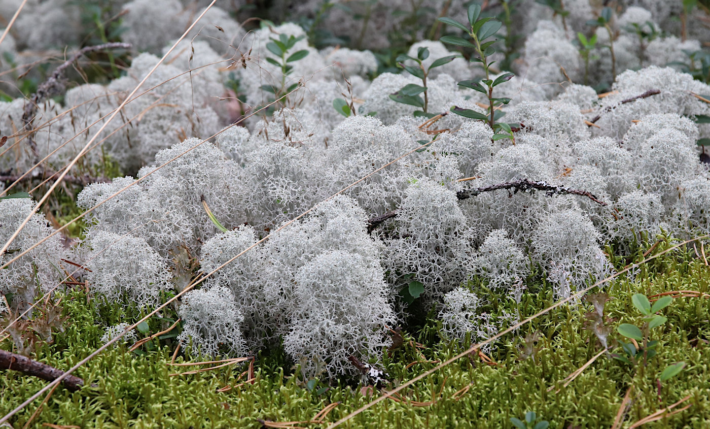 Image of Cladonia stellaris specimen.