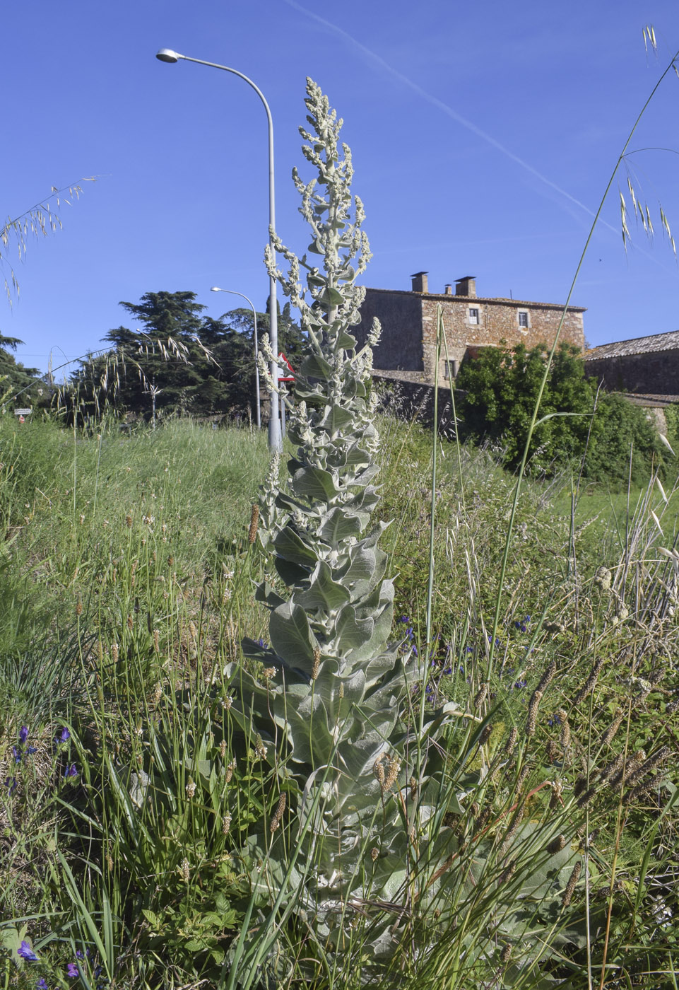 Изображение особи Verbascum pulverulentum.