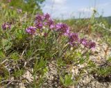Thymus elenevskyi