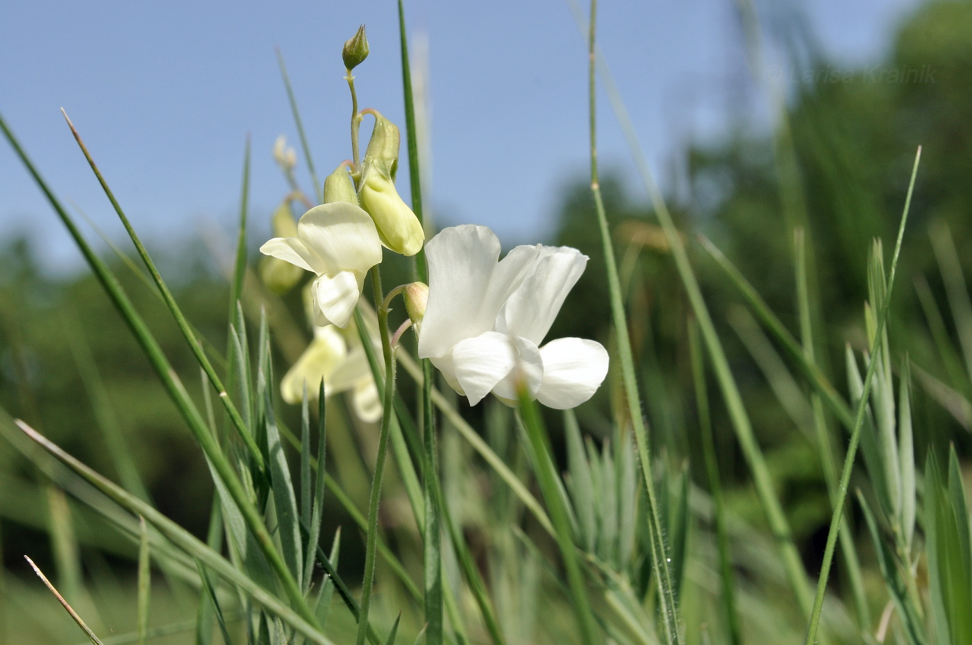 Image of Lathyrus pallescens specimen.