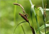 Carex acuta