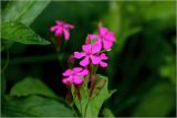 Silene armeria