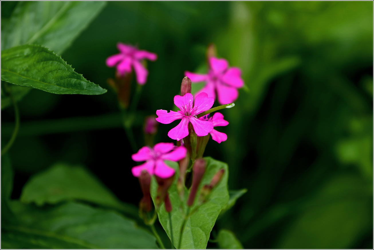 Изображение особи Silene armeria.
