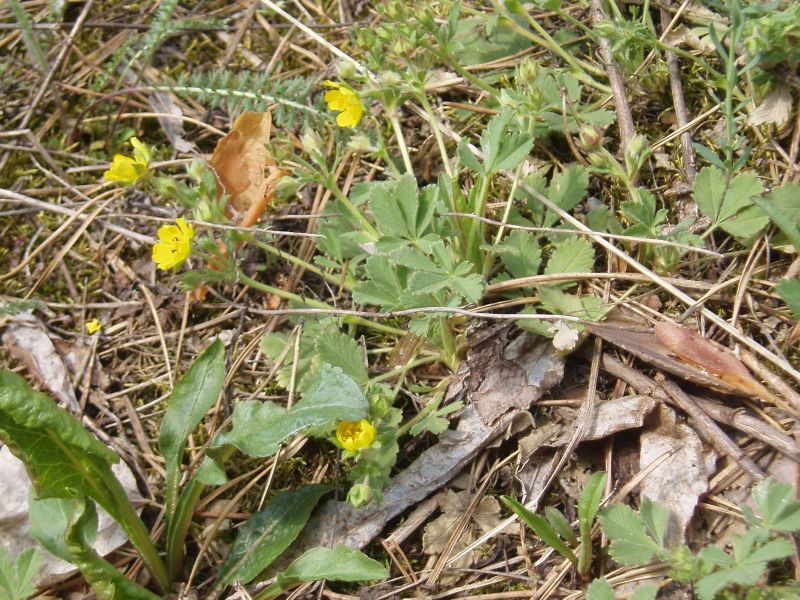 Изображение особи Potentilla incana.