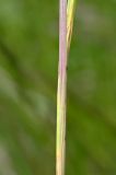 Festuca rubra. Основание листа. Тульская обл., Заокский р-н, Бутиково, луг. 28.06.2026.