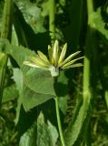 genus Tragopogon