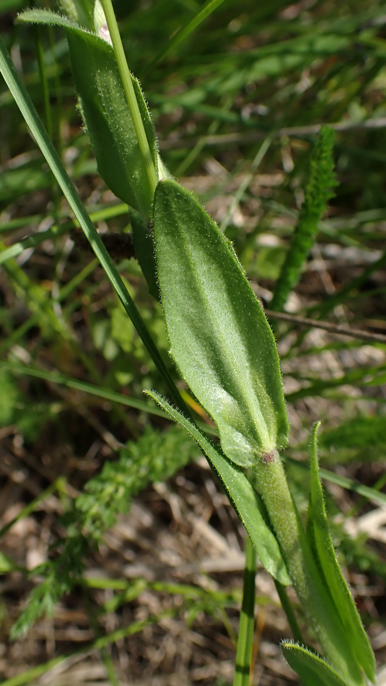 Image of genus Arabis specimen.