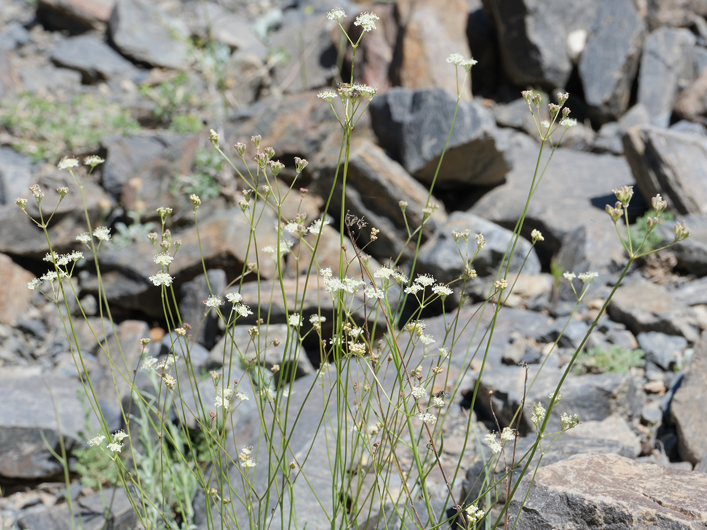 Image of Semenovia furcata specimen.