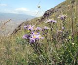 genus Aster. Цветущие растения. Армения, Ширакская обл., гора Артени, горная степь. 16.07.2023.