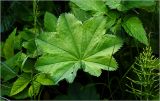 Alchemilla xanthochlora. Лист. Московская обл., Раменский р-н, окр. дер. Хрипань, садовый участок. 22.06.2026.