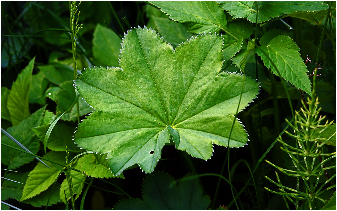 Image of Alchemilla xanthochlora specimen.