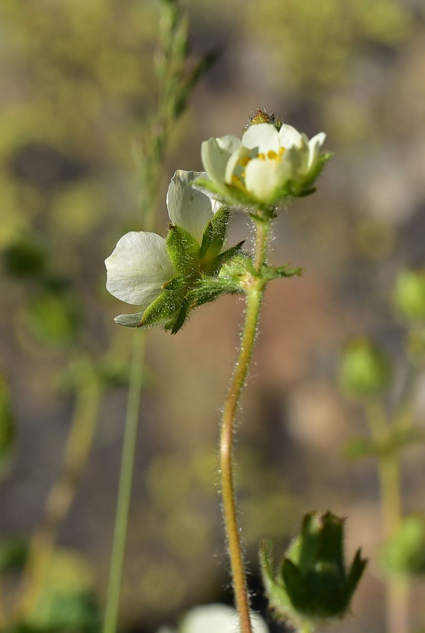 Image of Potentilla foliosa specimen.