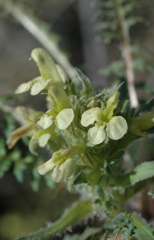 Image of Pedicularis czuiliensis specimen.