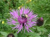 Centaurea carpatica