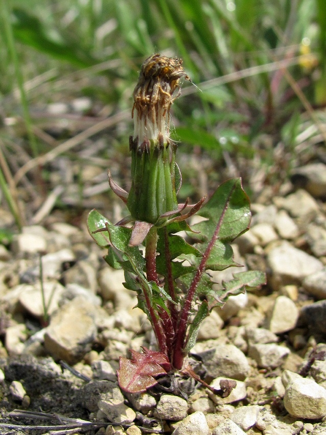 Image of genus Taraxacum specimen.