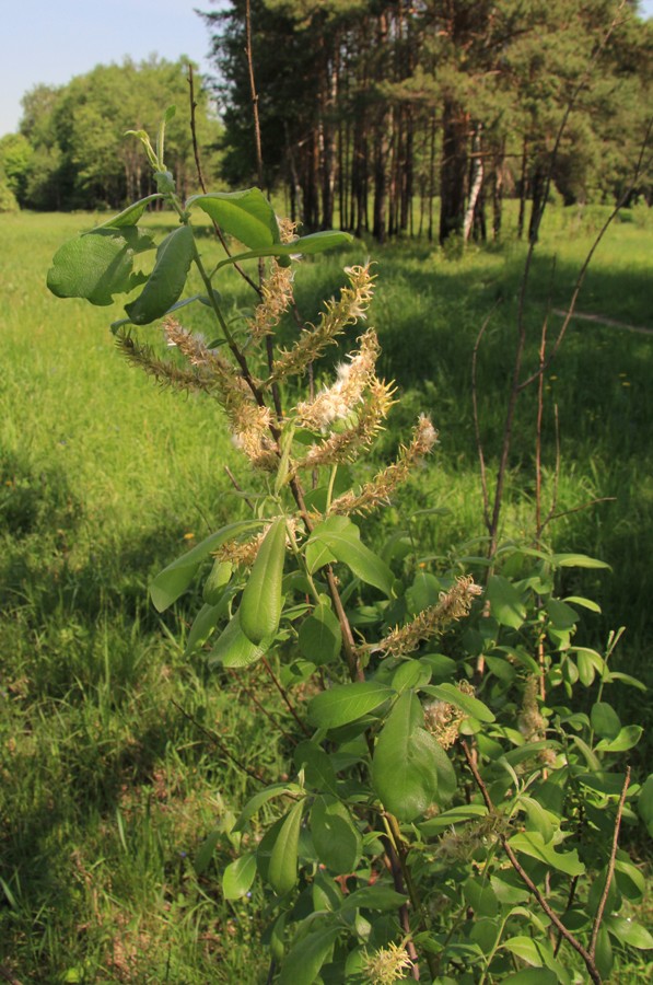 Image of Salix &times; multinervis specimen.