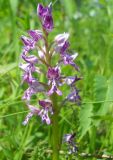 Orchis militaris. Соцветие. Новосибирская обл., Искитимский р-н, пгт Линёво, школьный заказник орхидей, берёзовый колок. 8 июня 2011 г.