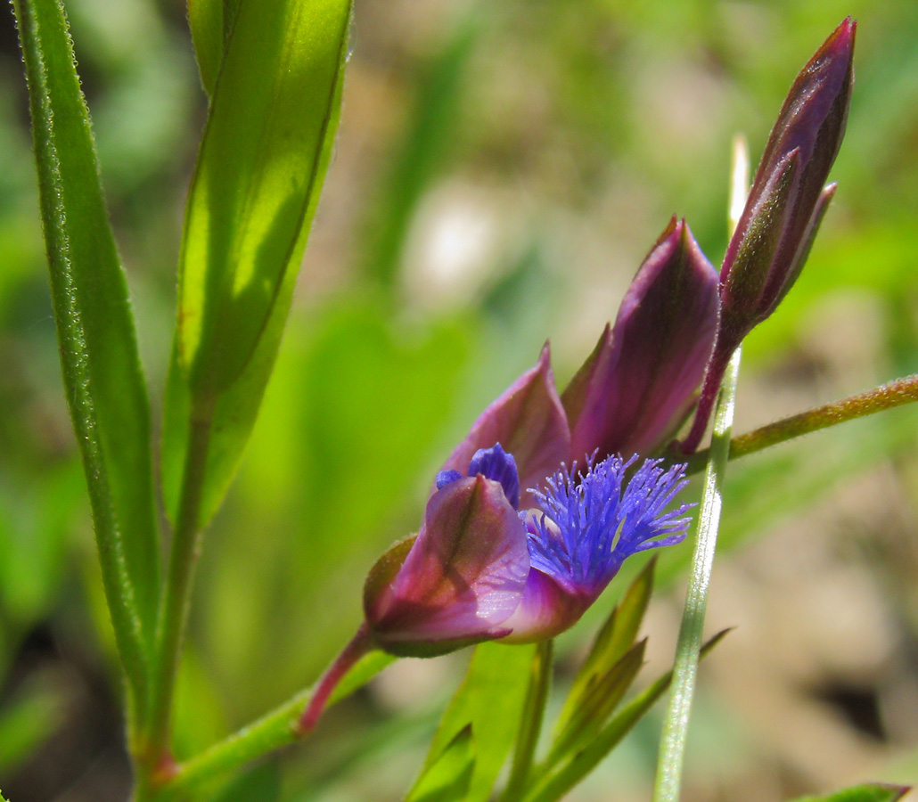 Image of Polygala sibirica specimen.