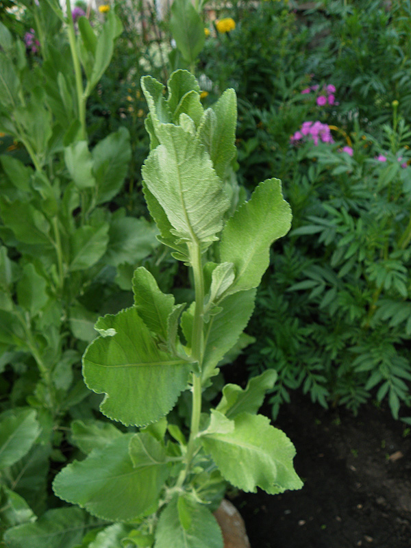 Image of Pyrethrum balsamita specimen.