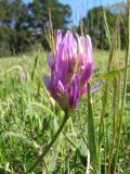 Astragalus onobrychis. Соцветие. Крым, Севастополь, Балаклавский р-н, Ласпи. 15 мая 2011 г.