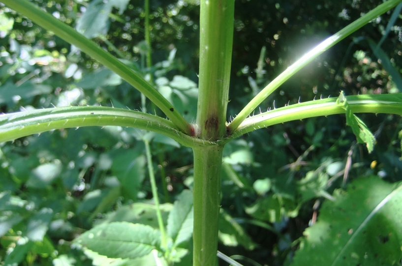 Изображение особи Dipsacus pilosus.