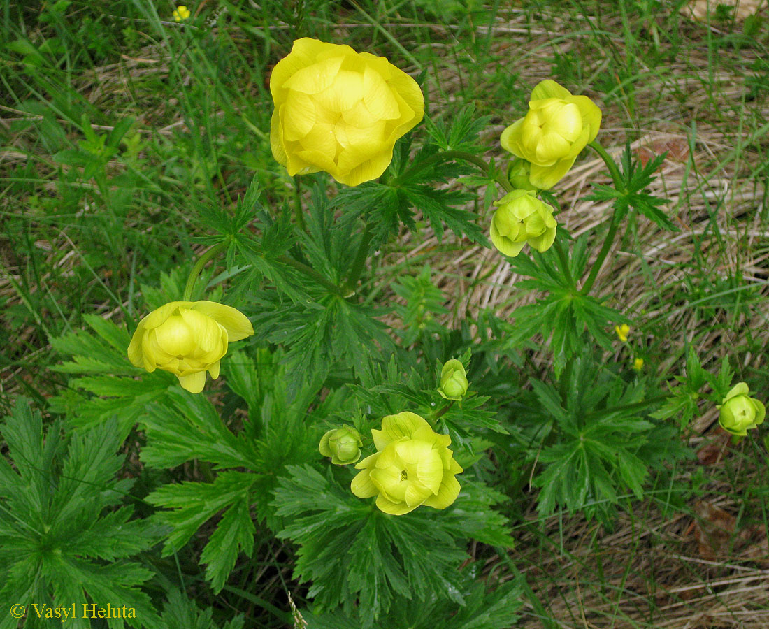 Image of Trollius altissimus specimen.