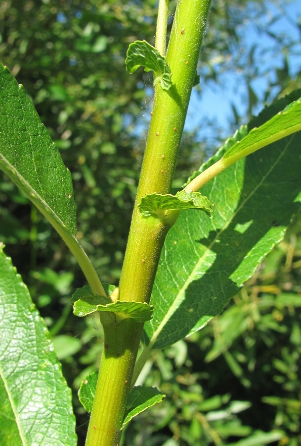 Image of Salix × tetrapla specimen.