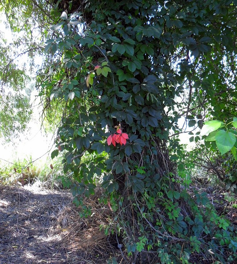 Image of Parthenocissus quinquefolia specimen.