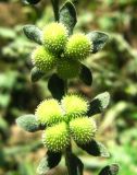 Cynoglossum creticum. Плоды. Копетдаг, Чули, берег речки. Июнь 2011 г.
